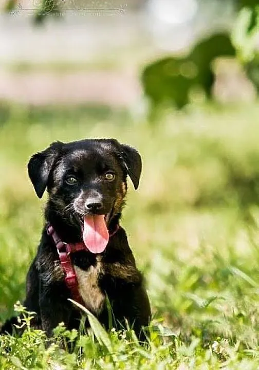 POLO - 3 kg BEZTROSKIEGO dzieciaka do adopcji, ma