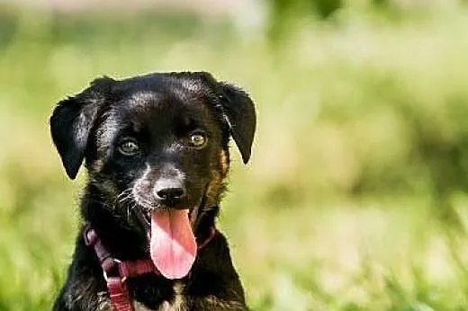 POLO - 3 kg BEZTROSKIEGO dzieciaka do adopcji,  ma