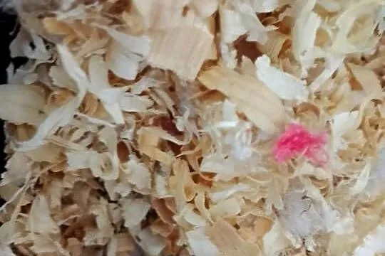 2 małe chomiki dżungarskie, Małopolskie, Lubień
