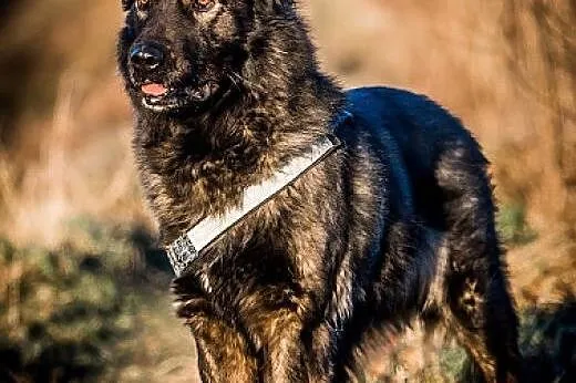 DARMA - cudowna i ZRÓWNOWAŻONA  suczka - 37 kg   M