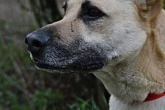 Łagodny i przyjazny Pedro,  śląskie Gliwice