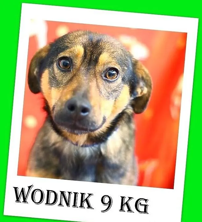 Delikatny,grzeczny,łagodny mały(9 kg) piesek WODNI