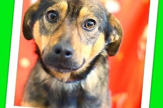 Delikatny,grzeczny,łagodny mały(9 kg) piesek WODNIK.Adopcja