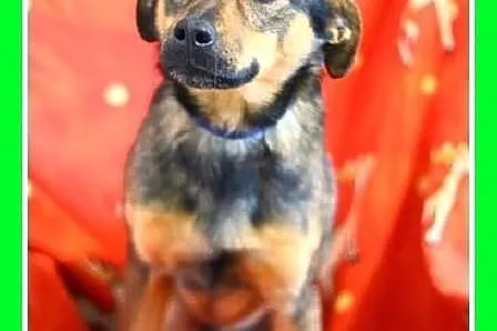 Delikatny,grzeczny,łagodny mały(9 kg) piesek WODNI