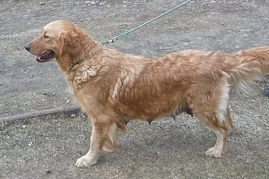 Golden retriever - szczeniaki