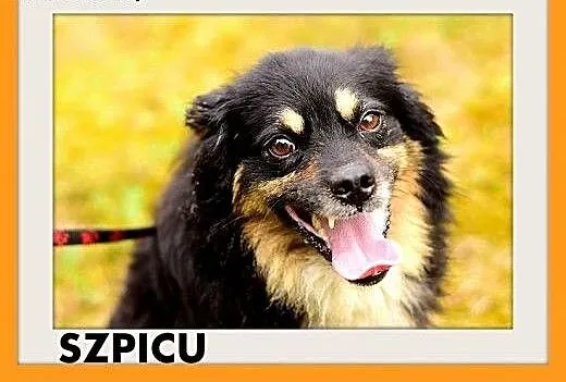 SZPICU,średni,spokojny,łagodny piesek rodzinny.ADO