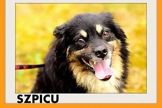 SZPICU,średni,spokojny,łagodny piesek rodzinny.ADO