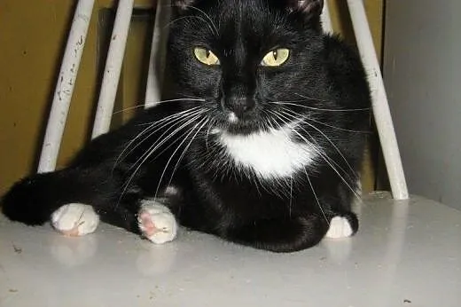 Krysia do adopcji!!,  łódzkie Łódź