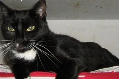 Krysia do adopcji!!,  łódzkie Łódź