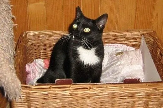 Krysia do adopcji!!,  łódzkie Łódź