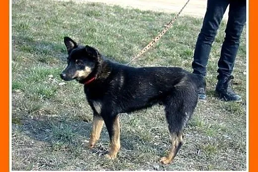 10kg,12 mies.mały,łagodny,tulaśny,przyjazny,towarz