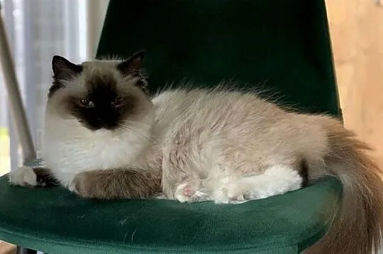 Łagodna kotka Ragdoll