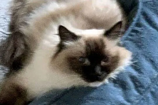Łagodna kotka Ragdoll, Śląskie, Gliwice