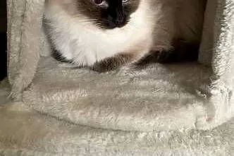 Łagodna kotka Ragdoll, Śląskie, Gliwice