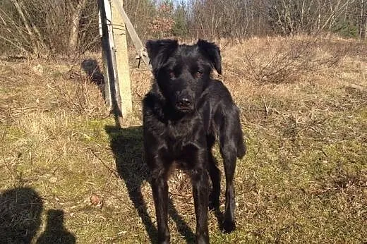 Fiona, śliczna roczna sunia,  zachodniopomorskie S