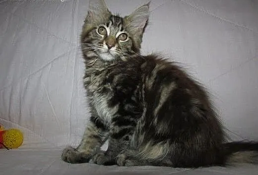 MAINE COON - kocięta z rodowodem FPL/FIFE, podkar