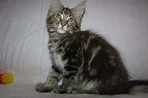 MAINE COON - kocięta z rodowodem FPL/FIFE,  podkar