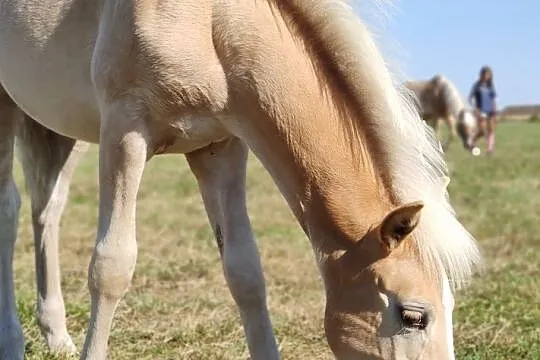 Young dressage aspirant out of Grand Prix line, , 
