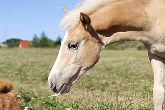 Young dressage aspirant out of Grand Prix line, , 