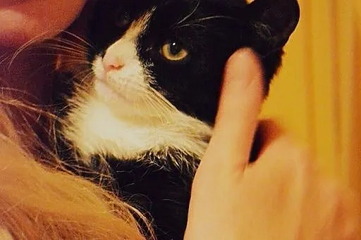 Francuz i Polka czteromiesięczne kocięta szukają d