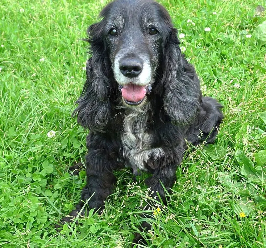 Pluto-potrzebuje domu na swoje stare spanielkowe l