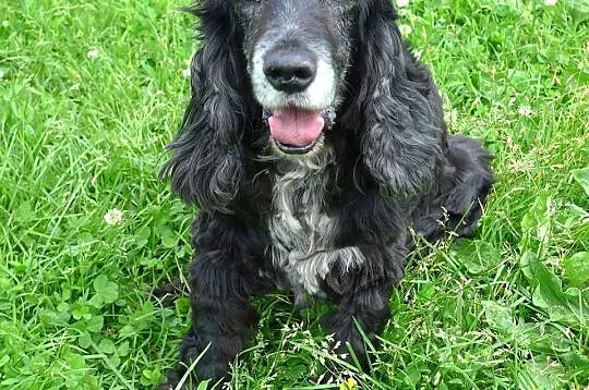 Pluto-potrzebuje domu na swoje stare spanielkowe l