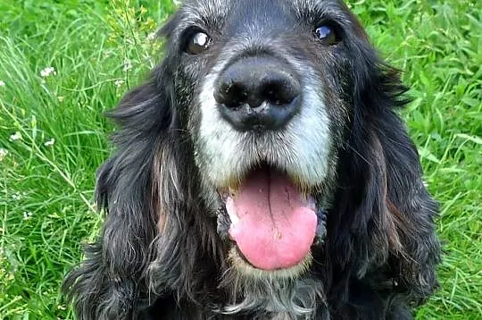 Pluto-potrzebuje domu na swoje stare spanielkowe l