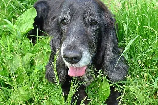 Pluto-potrzebuje domu na swoje stare spanielkowe l