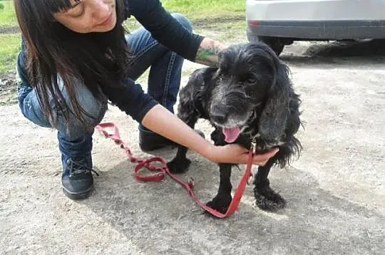 Pluto-potrzebuje domu na swoje stare spanielkowe l