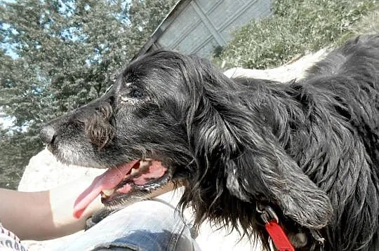 Pluto-potrzebuje domu na swoje stare spanielkowe l