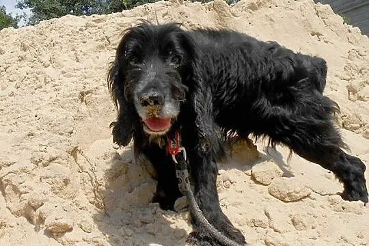 Pluto-potrzebuje domu na swoje stare spanielkowe l