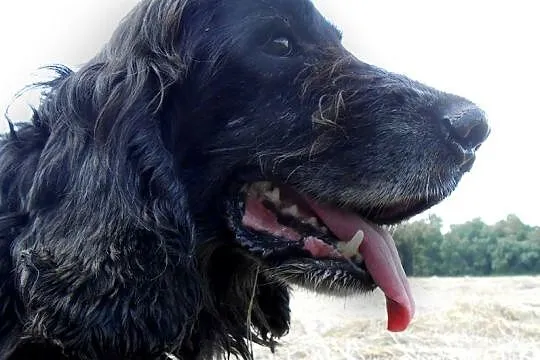 Pluto-potrzebuje domu na swoje stare spanielkowe l