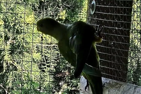 Sprzedam barabandy księżniczki tarczowe, Wielkopolskie, Koźminek