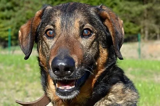 DZIADEK-do adopcji!