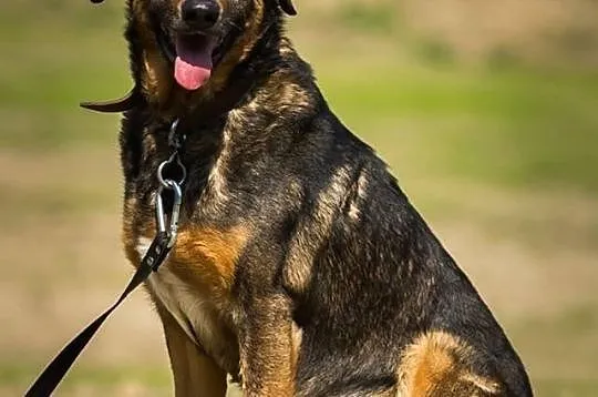 DZIADEK-do adopcji!