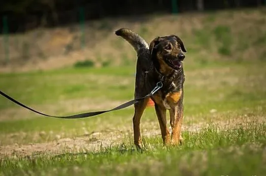 DZIADEK-do adopcji!