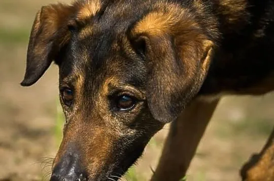 DZIADEK-do adopcji!