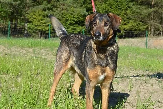 DZIADEK-do adopcji!