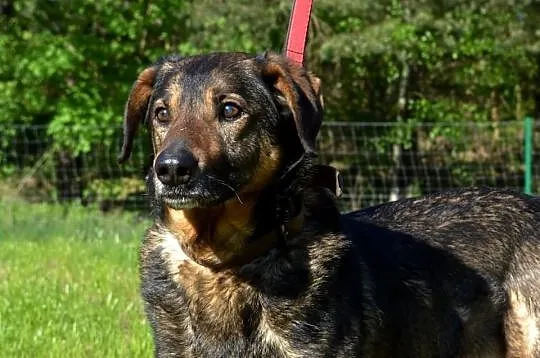 DZIADEK-do adopcji!
