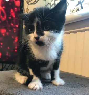 Kocięta Maine Coon z rodowodem. Napisz do nas na WhatsApp: +27848239748