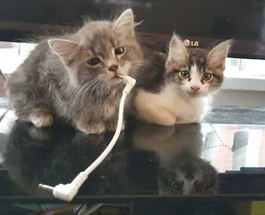 Kocięta Maine Coon z rodowodem. Napisz do nas na WhatsApp: +27848239748, , Polanica-Zdrój