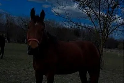 Sprzedam klacz