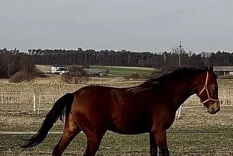 Sprzedam klacz, Lubelskie, Chełm