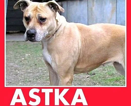Marznie w schronisku,łagodna suka amstaff,ASTA szu