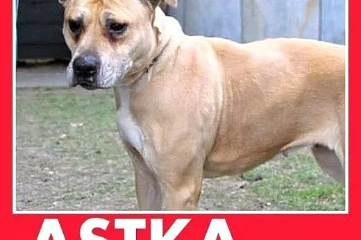 Marznie w schronisku,łagodna suka amstaff,ASTA szu