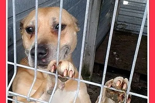 Marznie w schronisku,łagodna suka amstaff,ASTA szu