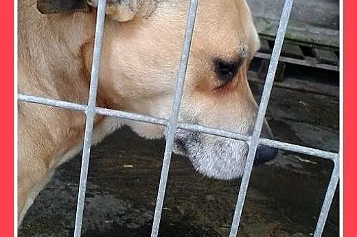 Marznie w schronisku,łagodna suka amstaff,ASTA szu