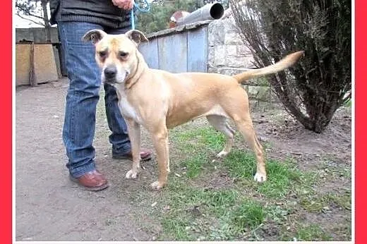 Marznie w schronisku,łagodna suka amstaff,ASTA szu