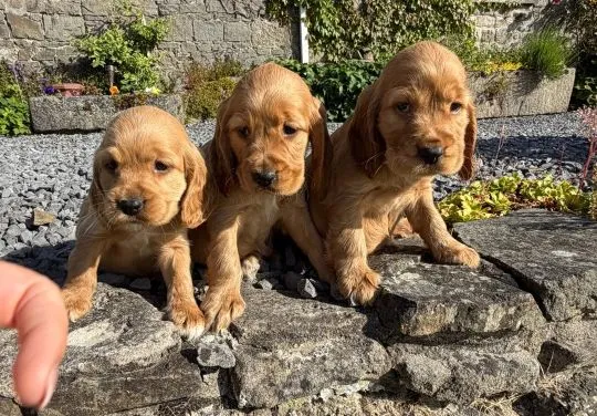 COCKER SPANIAL, Szczeniak na sprzedaż Kontakt przez Whatsapp... +48736614543, , Kizielewszczyzna