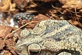 Ropucha lamparcia